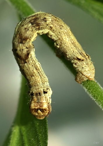 Small Engrailed, photo 10 of 10