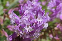 Polygala anatolica