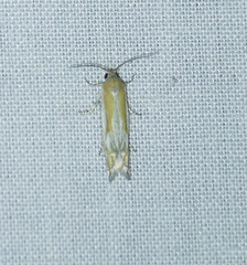 Eucosma pallidarcis