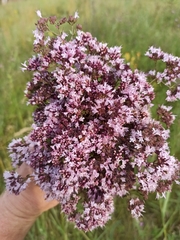 Origanum vulgare