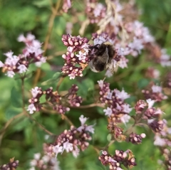 Origanum vulgare