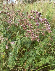 Origanum vulgare