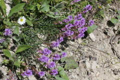 Polygala anatolica
