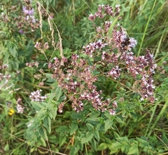 Origanum vulgare
