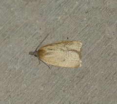 Sparganothoides machimiana