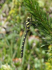 Cordulegaster insignis