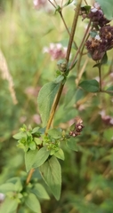 Origanum vulgare