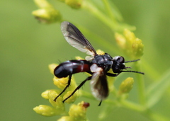 Cylindromyia