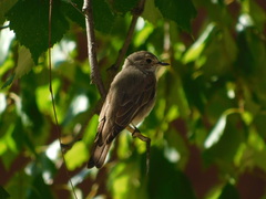 Muscicapa striata