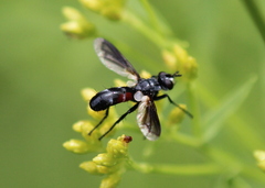 Cylindromyia