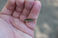 Cottus gulosus