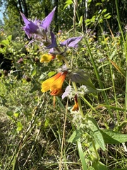 Melampyrum nemorosum