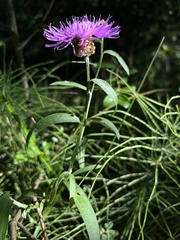 Centaurea jacea
