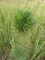 Pinus sylvestris