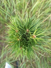 Pinus sylvestris
