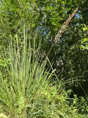 Calamagrostis epigejos