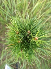 Pinus sylvestris