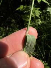 Calamagrostis epigejos