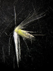 Calamagrostis epigejos