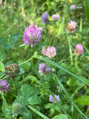 Trifolium pratense