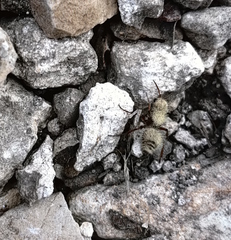 Dasymutilla holotricha