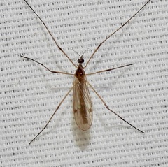 Teucholabis complexa