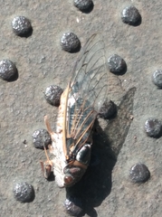 Lyristes plebejus