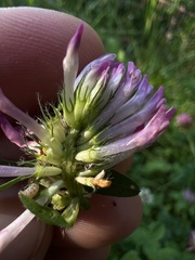 Trifolium pratense