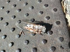 Lyristes plebejus