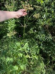 Heracleum sphondylium sibiricum