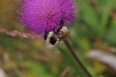 Bombus mesomelas