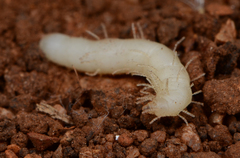 Epiplastocerus mirandus
