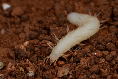 Epiplastocerus mirandus