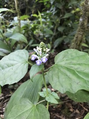 Scutellaria uliginosa