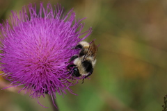 Bombus mesomelas