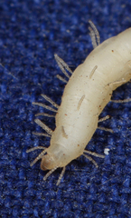 Epiplastocerus mirandus