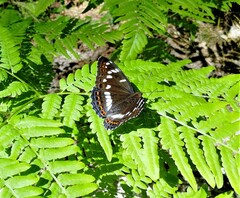 Limenitis populi