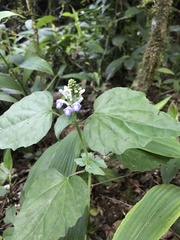 Scutellaria uliginosa