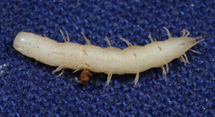 Epiplastocerus mirandus
