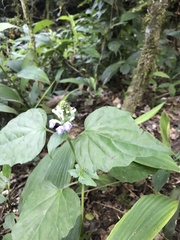 Scutellaria uliginosa