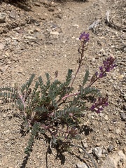 Astragalus lentiginosus