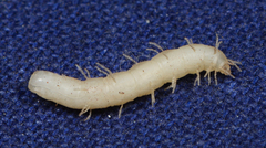 Epiplastocerus mirandus