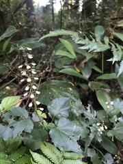 Scutellaria uliginosa