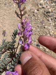 Astragalus lentiginosus