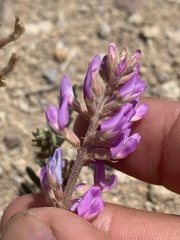 Astragalus lentiginosus