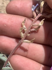 Astragalus lentiginosus