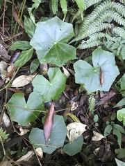 Hydrocotyle callicephala