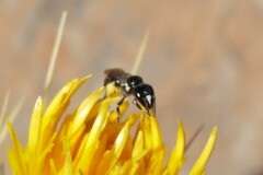 Exoneuridia libanensis