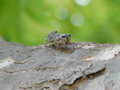 Cicada orni