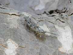 Cicada orni